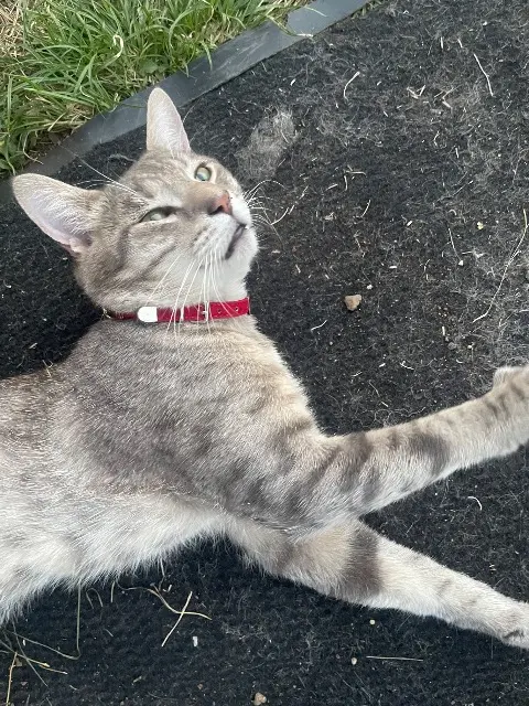 chat lost   15000 Aurillac Bibo