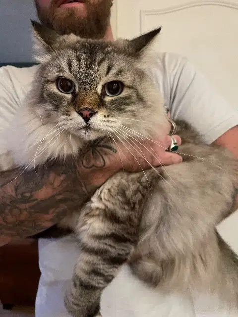 chat lost   15130 Saint-Simon Billy