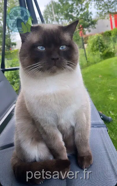 Kater lost   15000 Aurillac Boubou