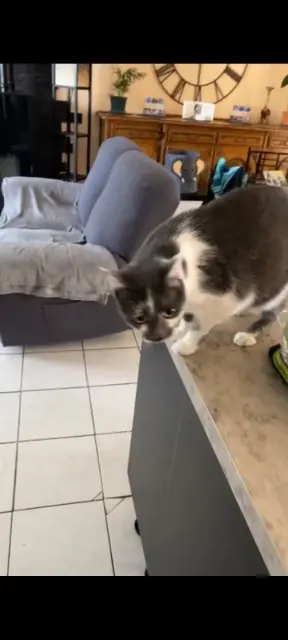 chat lost   15120 Lacapelle-del-Fraisse Buzz