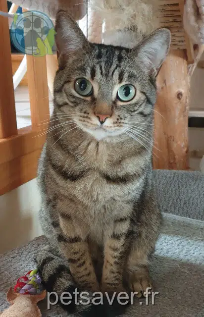 chat lost   15100 Saint-Flour Kiwi