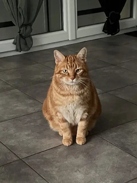 chat lost   15120 Labesserette Makao