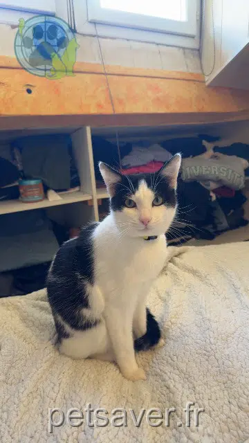 gato perdido 15000 Aurillac Mishka gato lost 15000 Aurillac Mishka