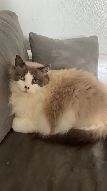 chat lost   15250 Saint-Paul-des-Landes Nougat