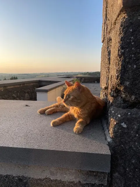 chat lost   15140 Saint-Martin-Valmeroux Ozzy