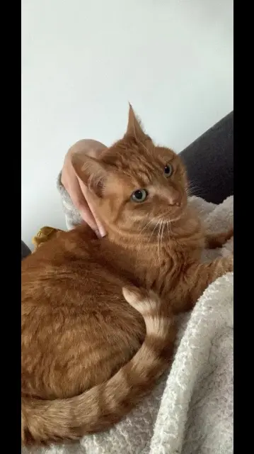 chat lost   15000 Aurillac Pattenrond