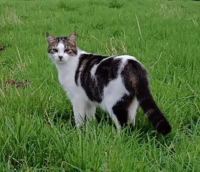 chat lost   15150 Laroquebrou Samson