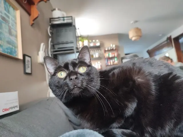 chat lost   15130 Carlat Sheldon