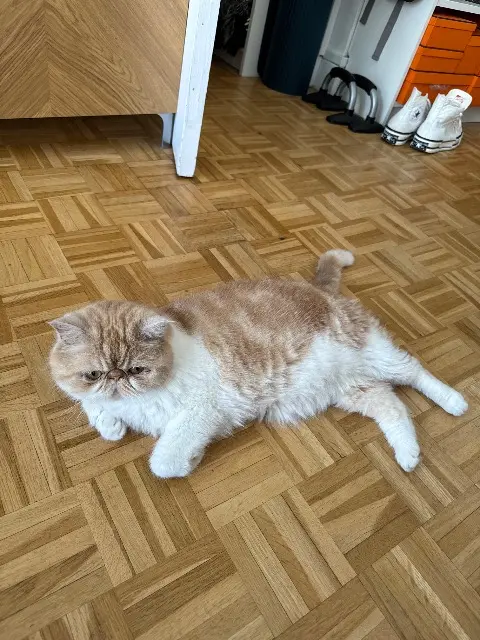 kater vermist 15800 Vic-sur-Cère Simba kater lost 15800 Vic-sur-Cère Simba