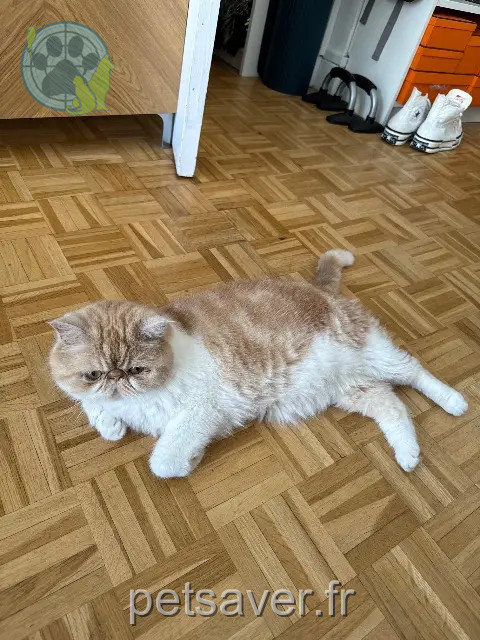 gatto perso 15800 Vic-sur-Cère Simba gatto lost 15800 Vic-sur-Cère Simba