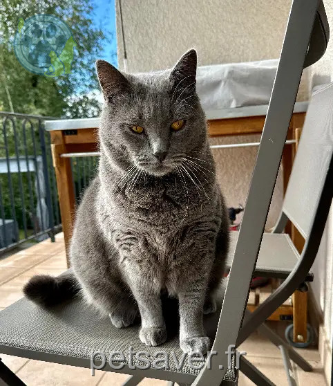 Chat Perdu 15 Cantal - Soyouz Chat Perdu 15 Cantal - Soyouz