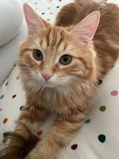 chat lost   15200 Chalvignac Sundae