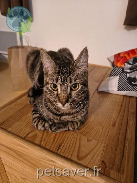 gato lost   15100 Saint-Flour Tao