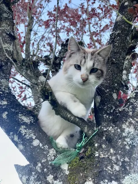 chat lost   15250 Saint-Paul-des-Landes Tim