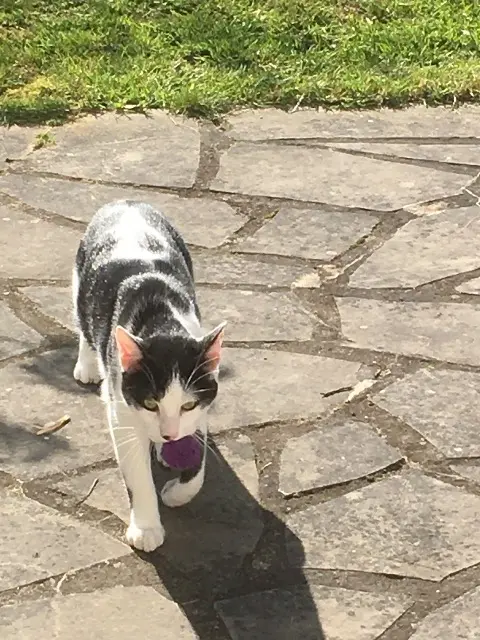 chat lost   15100 Saint-Flour TIMON