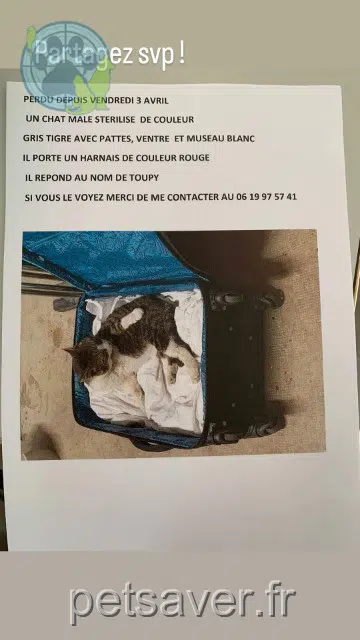 chat lost   15190 Condat Toupie