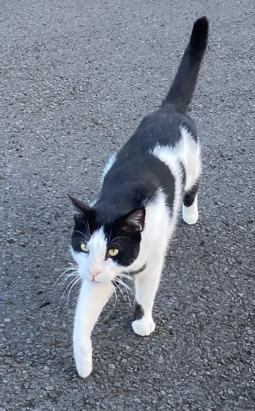 Chat Perdu 15 Cantal Chat Perdu 15 Cantal