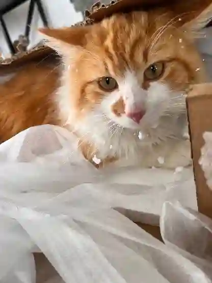 Chat Perdu 15 Cantal Chat Perdu 15 Cantal