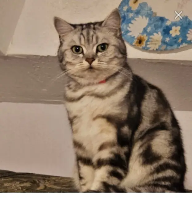 chat lost   15000 Aurillac Yunga