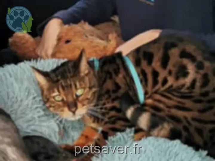 Chat Perdu 16 Charente Chat Perdu 16 Charente