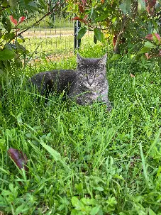 Chat Perdu 16 Charente Agris - Bibi