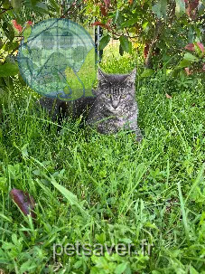 Chat Perdu 16 Charente Agris - Bibi Chat Perdu 16 Charente Agris - Bibi
