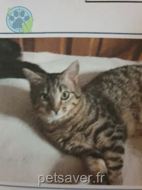 chat lost   16700 Barro Agris