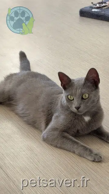 Kater lost 16000 Angoulême Aiko