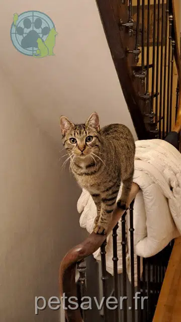 chat lost 16000 Angoulême Archie