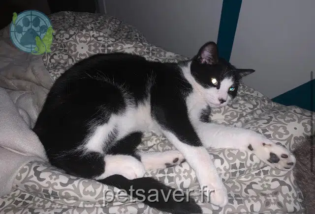 chat lost 16000 Angoulême Léo