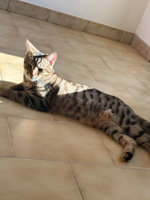 chat lost   16110 Bunzac Babare