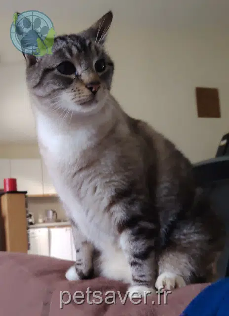 chat lost   16300 Barbezieux-Saint-Hilaire Roméo