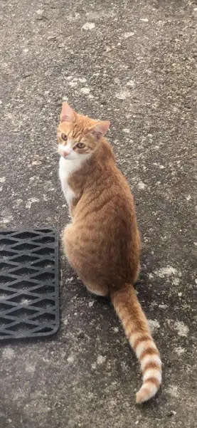 Chat Perdu 16 Charente Bellevigne Chat Perdu 16 Charente Bellevigne