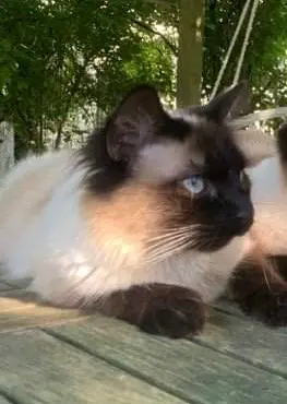Chat Perdu 16 Charente - Billy Chat Perdu 16 Charente - Billy