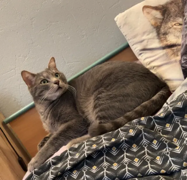 chat lost   16160 Gond-Pontouvre BOO