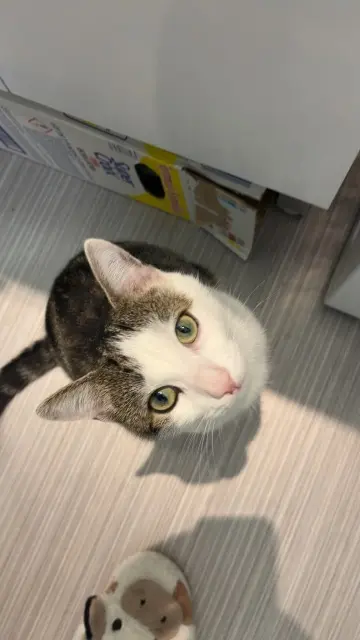 chat lost   16130 Segonzac Boo