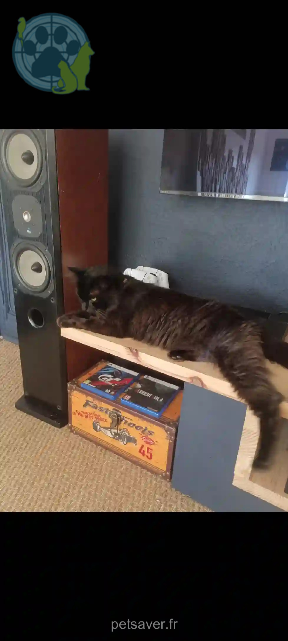 Chat Perdu 16 Charente Boutiers-Saint-Trojan - Zorro Chat Perdu 16 Charente Boutiers-Saint-Trojan - Zorro