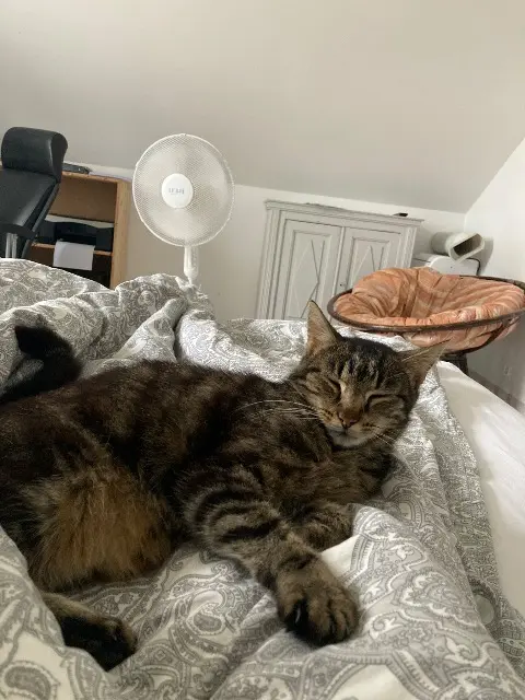 chat lost   16000 Angoulême Brownie