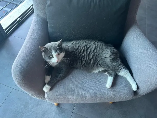 chat lost   16730 Fléac Cacao