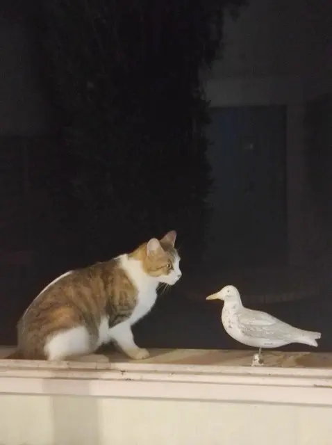 chat lost   16160 Gond-Pontouvre Calin