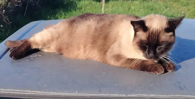 chat lost   16230 Saint-Ciers-sur-Bonnieure Charlie
