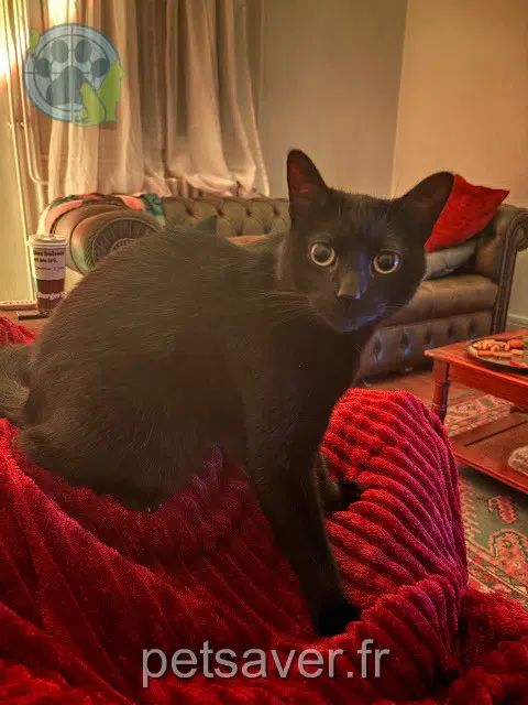 chat lost   16000 Angoulême Deventey