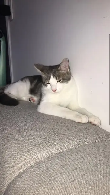 chat lost   16590 Brie Doudou