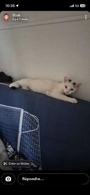 chat lost   16000 Angoulême Elvis