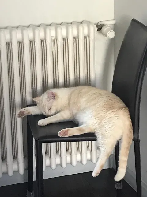 chat lost   16800 Soyaux Emir