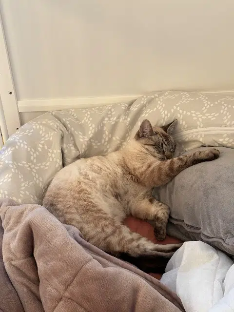 chat lost   16100 Cognac Fantome