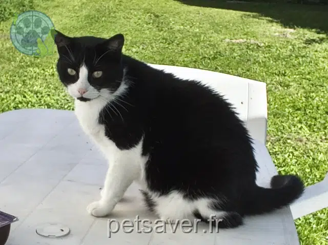 Kater lost   16170 Genac-Bignac Chaussette