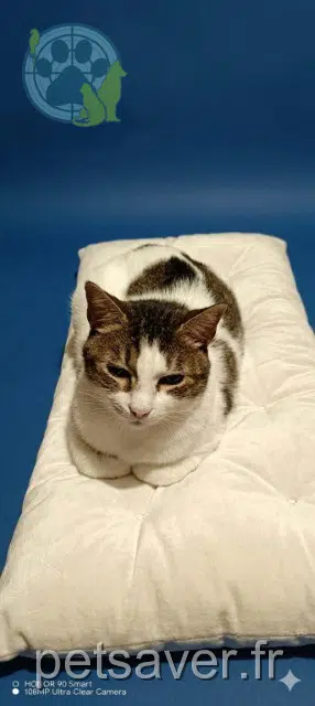 gatto lost   16470 Saint-Michel Gribouille
