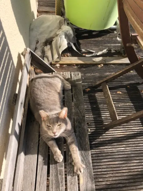 chat lost   16730 Linars Grisouille