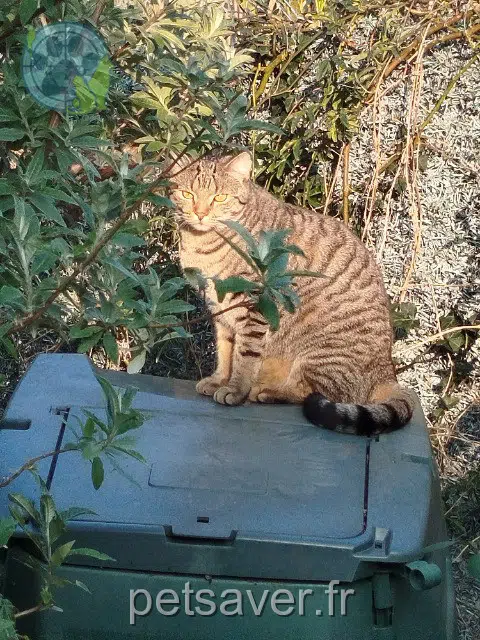 chat lost   16710 Saint-Yrieix-sur-Charente Guimli